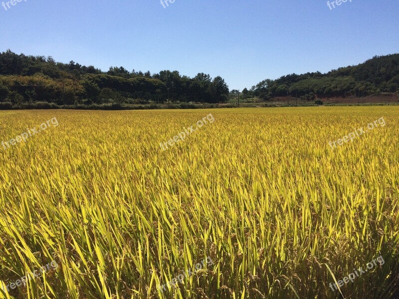 Autumn Ch Harvest Golden Farming