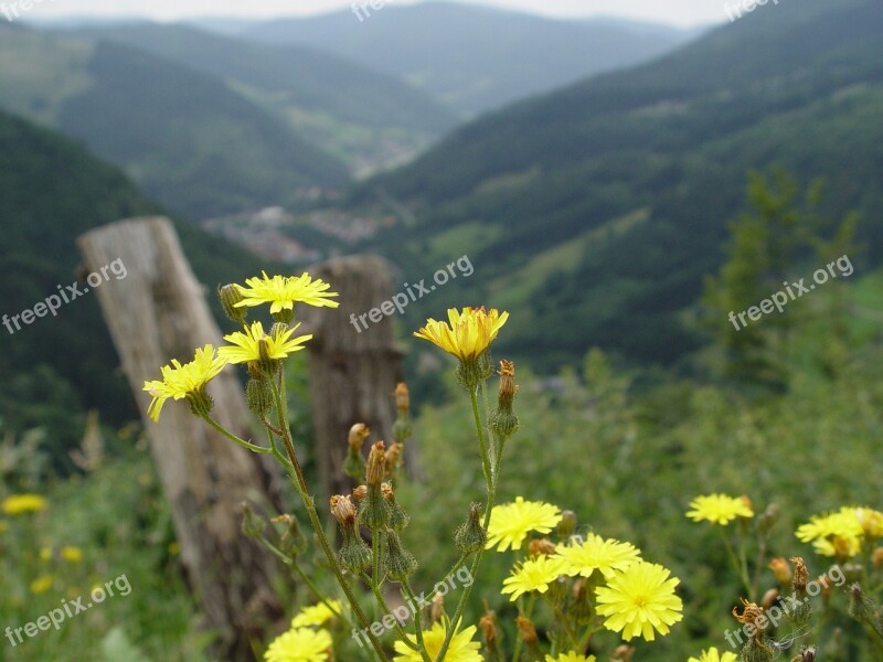 Black Forest Wild Flowers Meadow Distant View Panorama