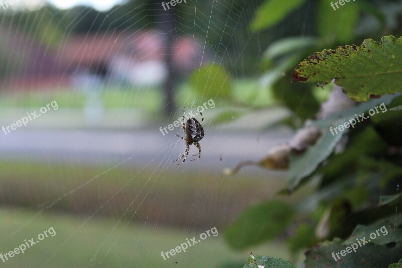 Spider Animal Web Cobweb Nature