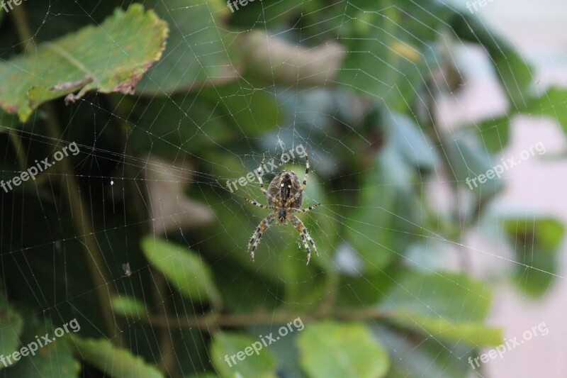 Spider Animal Web Cobweb Nature