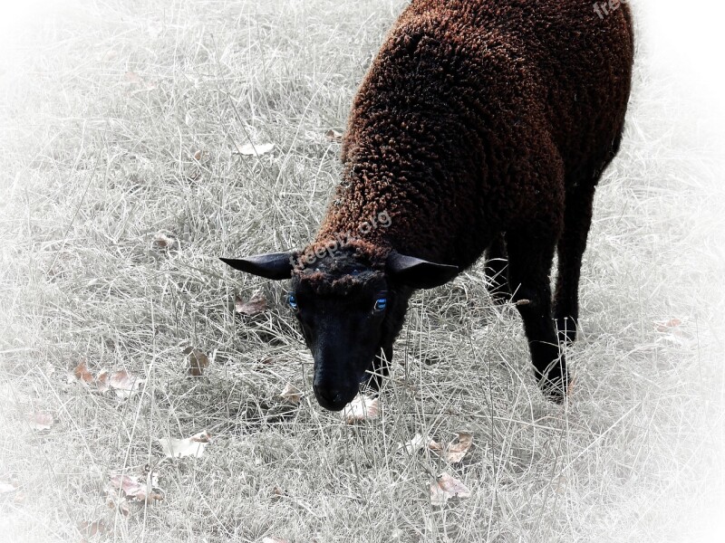 Sheep Animal Mammal Wool Head