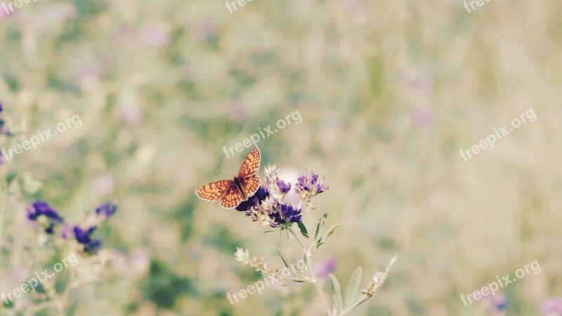 Flowers Butterfly Nature Beauty Colors