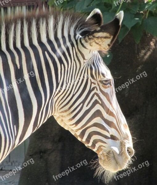 Zebra Wildlife Head Mammal Stripes