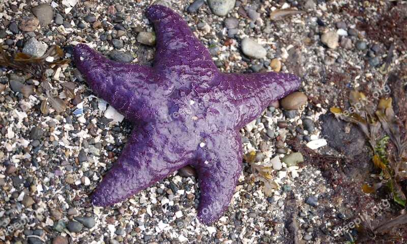 Sea Star Star Fish Purple Fish Sea Nature