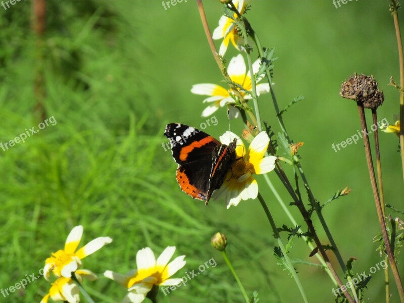 Flower Yellow Nature Blossom Bloom