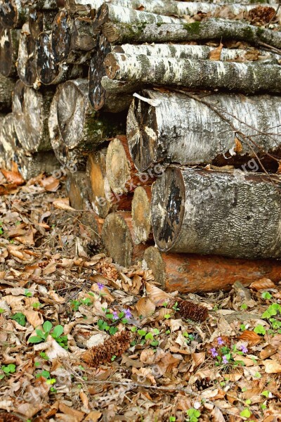 Forest Wood Felling Nature Log