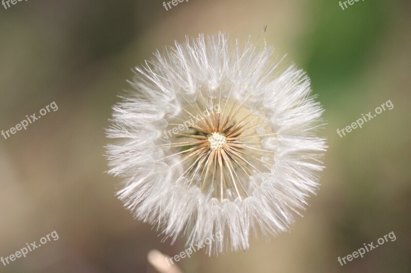 Dandelion Flower Flower Of The Field Nature Flowers