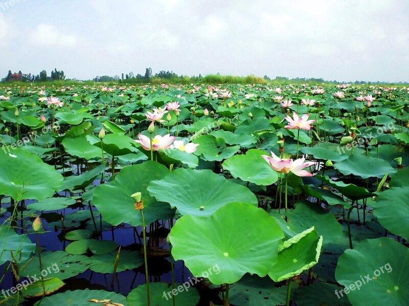 Pond Water Lily Flower Vietnam Immense Green