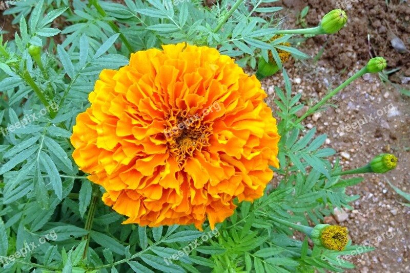 Flower Marigold Orange Plant Bloom