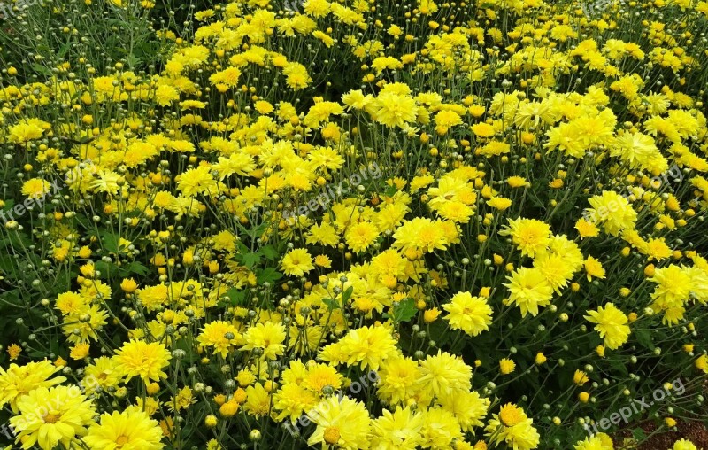 Chrysanthemum Asteraceae Sevanthi Flower Flora