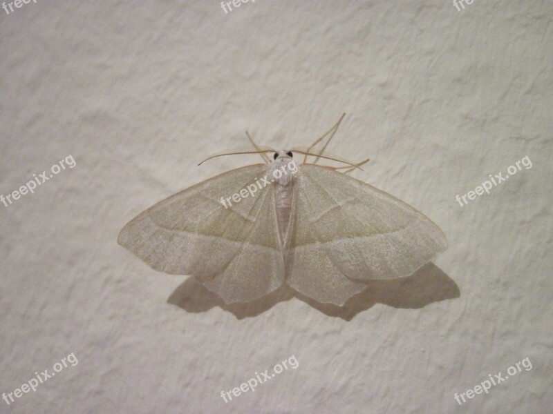 Motte White Wing Insect Spring Little Figure