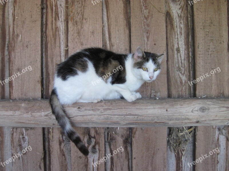 Cat Wood Stall Domestic Cat Farm