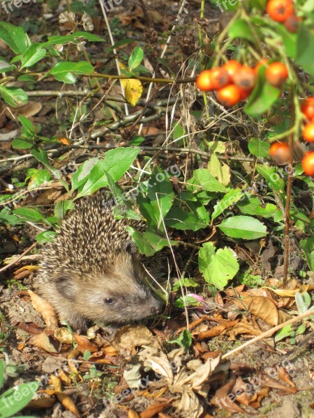 Hedgehog Young Hedgehog Spur Hedgehog Child Foraging