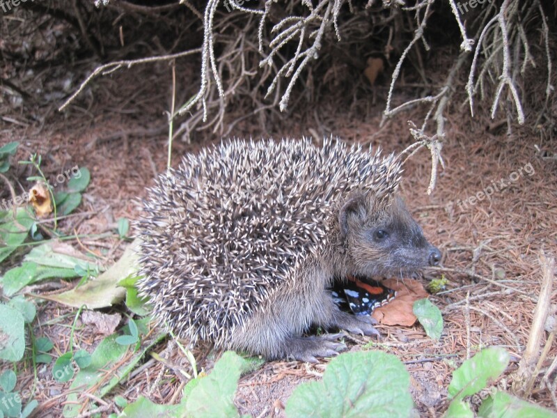 Hedgehog Young Hedgehog Spur Hedgehog Child Foraging