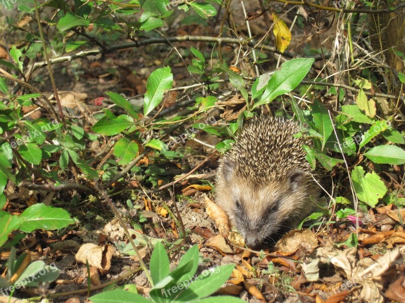 Hedgehog Young Hedgehog Spur Hedgehog Child Foraging