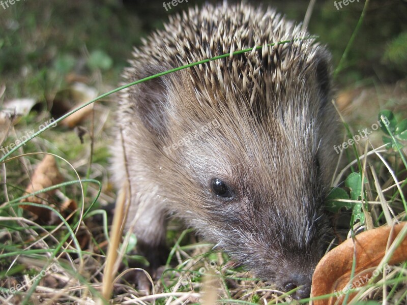 Hedgehog Young Hedgehog Spur Hedgehog Child Foraging