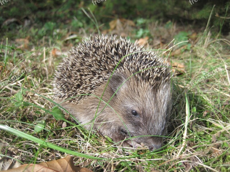 Hedgehog Young Hedgehog Spur Hedgehog Child Foraging