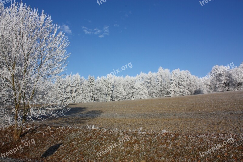 Hoarfrost Tree Winter Frost Wintry