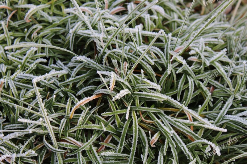 Hoarfrost Grass Frozen Cold Meadow