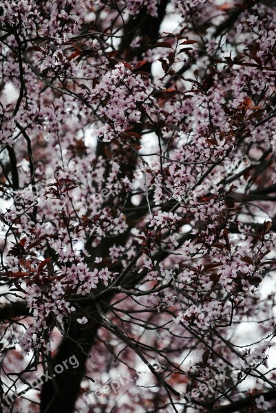 Tree Pink Japan Spring Wild Cherry