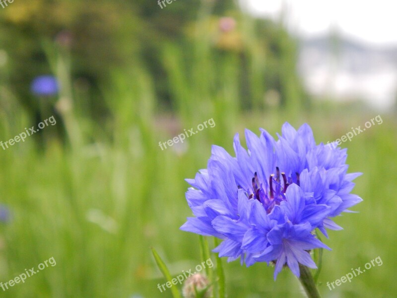 Flowers Blue Nemophila Cute Forget-me-not