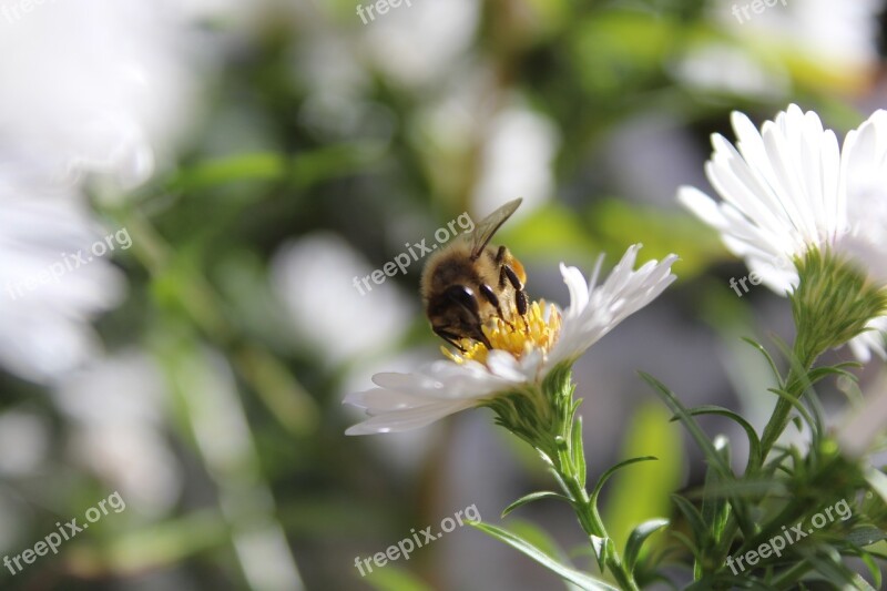 Bee Insect Animal Plant White Flowers