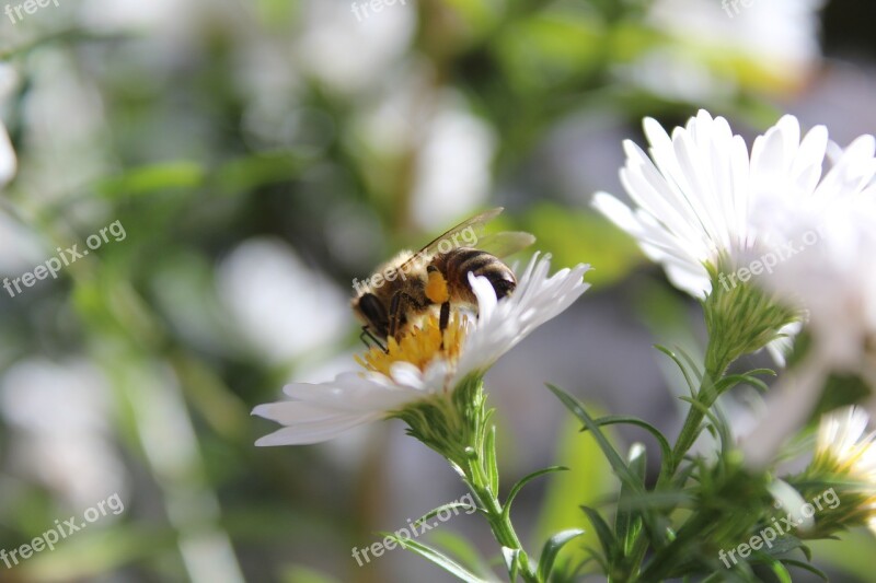 Bee Insect Animal Plant White Flowers