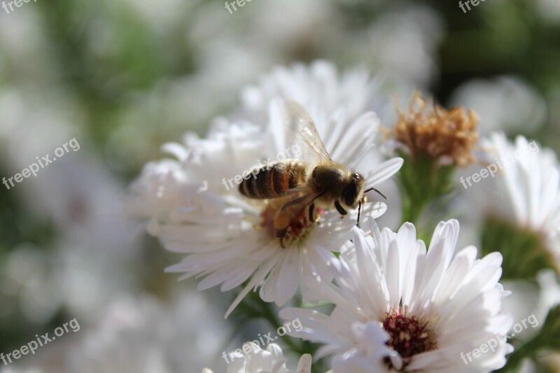 Bee Insect Animal Plant White Flowers