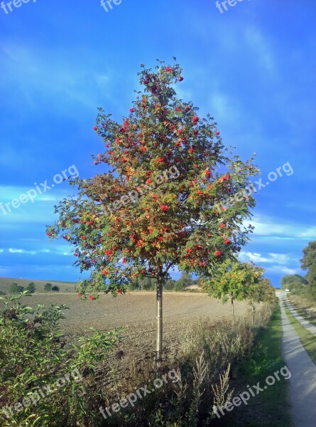 Tree Autumn Berries Away Landscape