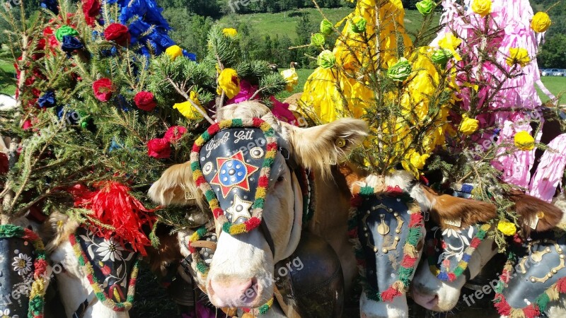 Austria Tirol Alps Cows Almabtrieb