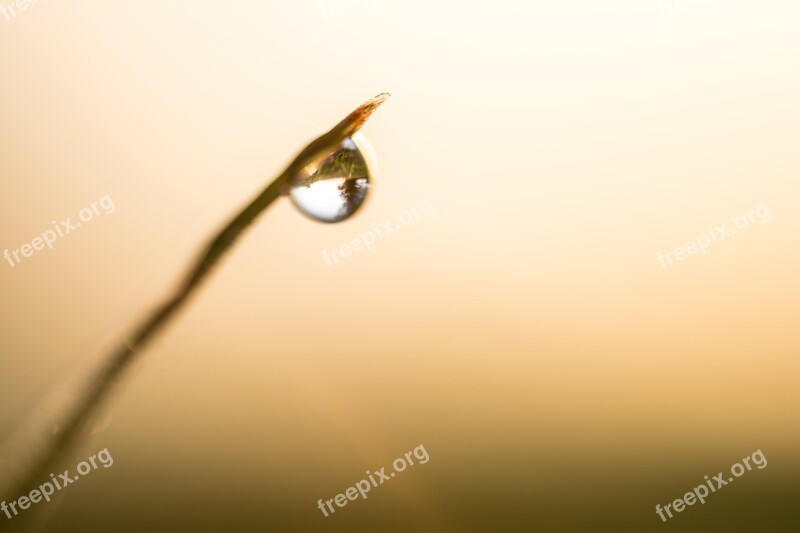 Drop Reflection Grass Dof Dispersion