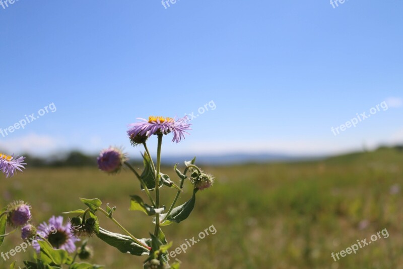 Flowers Purple Outdoor Landscape Purple Flowers