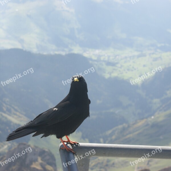 Jackdaw Chough Säntis Switzerland Bird