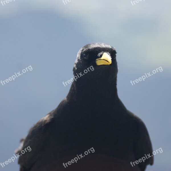 Jackdaw Chough Säntis Switzerland Bird