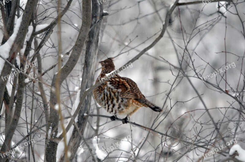 Grouse Bird Winter Nature Wild