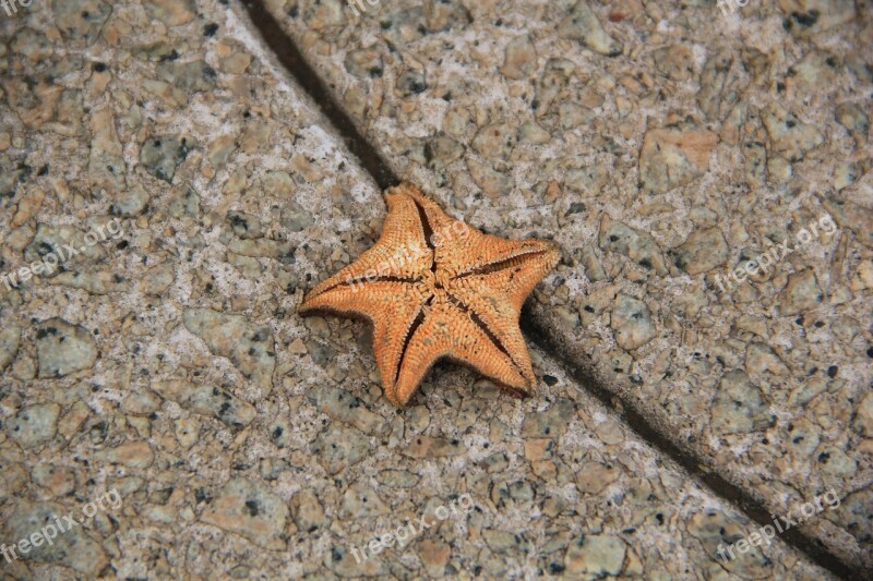 Starfish Sea Star Colorful Dried Echinoderm