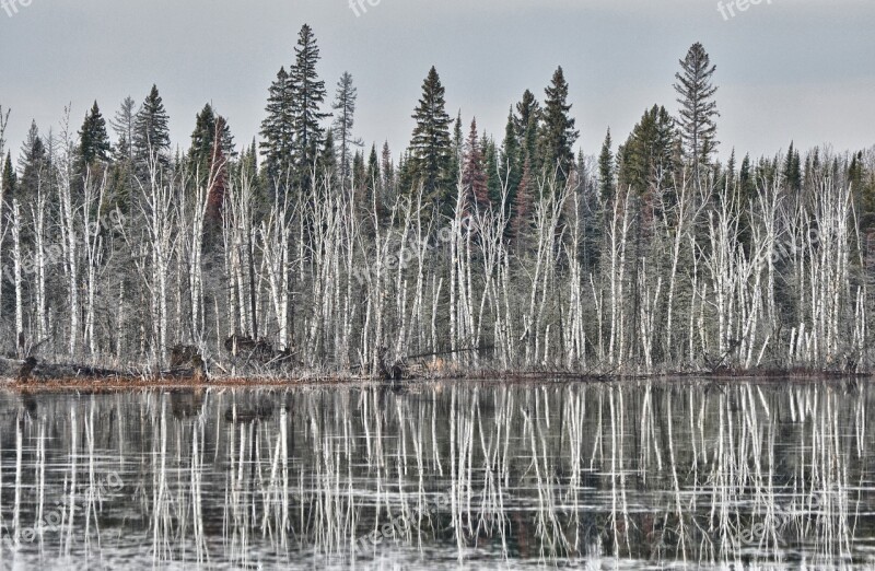 Birch Winter Lake Tree White