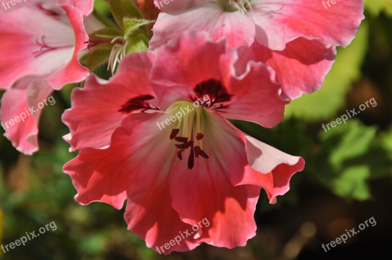 Geranium Flower Pink Flower Blossom Bloom