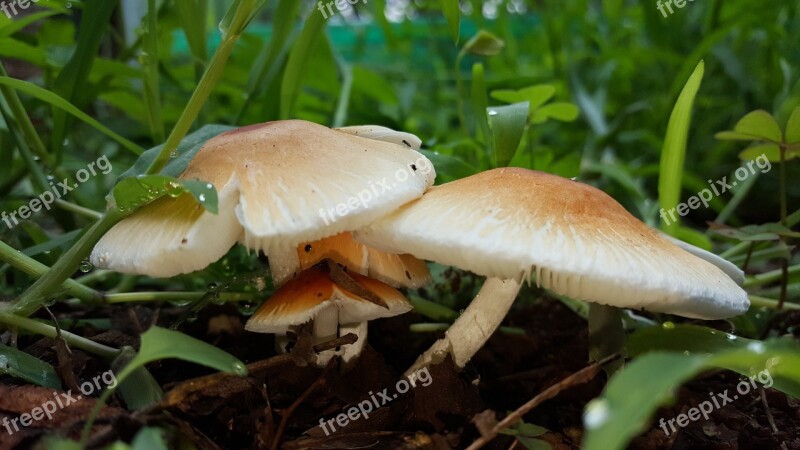 Mushroom Cep Soil Boletus Edible