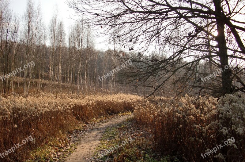 The Path Landscape Autumn Tree Nature