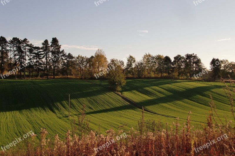 Landscape Tree Nature Foliage Forest