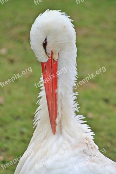 Stork Bird Animal Rattle Stork Portrait