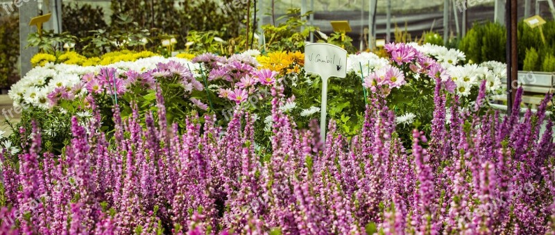 Flowers Margaritas Plants Nursery Autumn