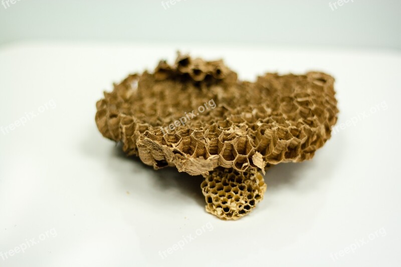 Wasps Honeycomb Honey Bees Nature