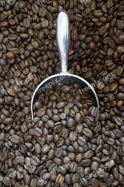 Bean Coffee Bean Coffee Free Photos