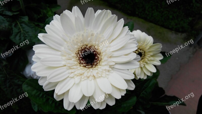 Flower Gerbera White Nature Free Photos