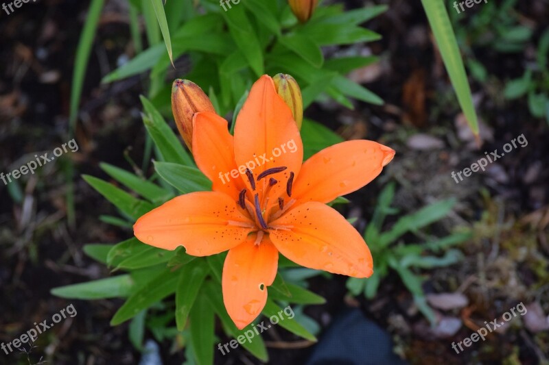 Lily Flowers Orange Flower Flower Isolated Nature