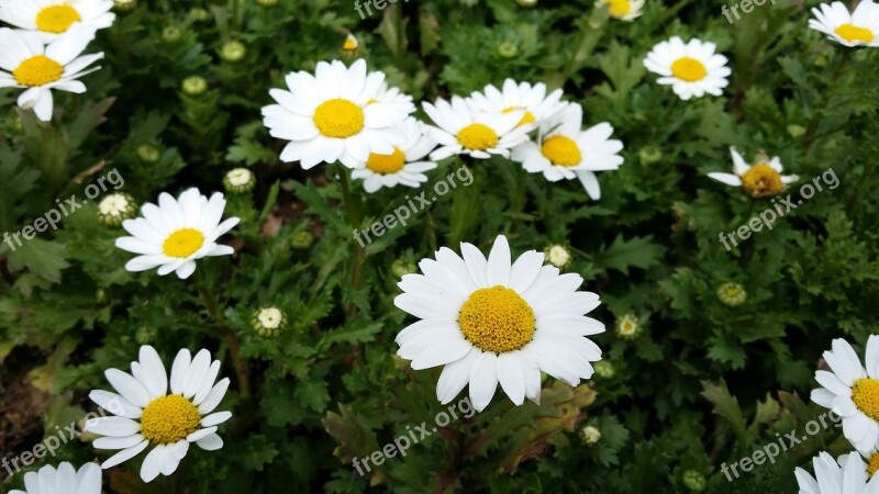 Flowers Wood Plants Spring Nature