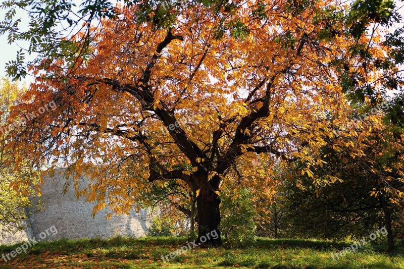 Autumn Tree Idyll Golden Autumn Tree In The Fall