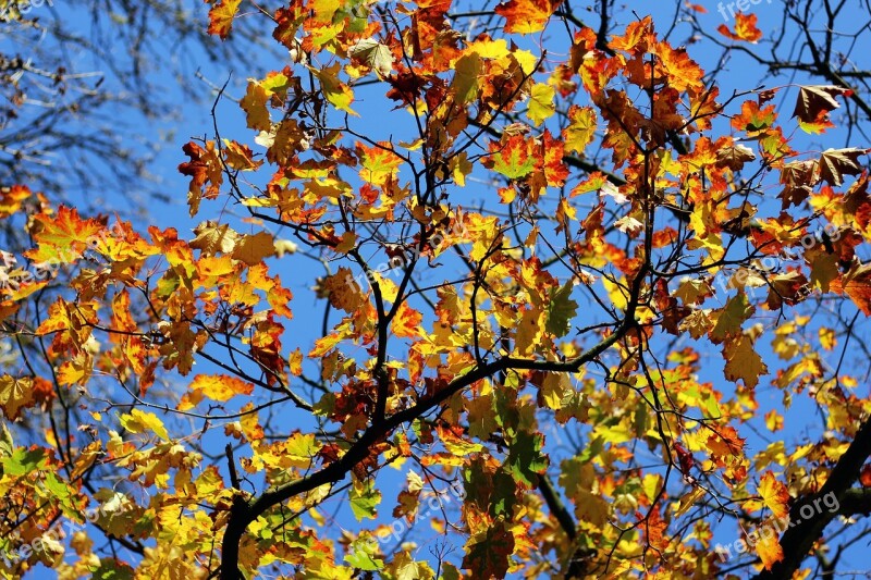 Autumn Leaves Maple Golden Autumn Fall Foliage